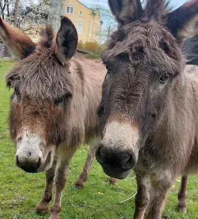 Hof Albersmeier Huettinghausen / Urlaub Am Stall * Lippetal