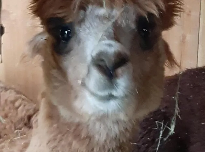 Hof Albersmeier Huettinghausen / Urlaub Am Stall Appartement Lippetal