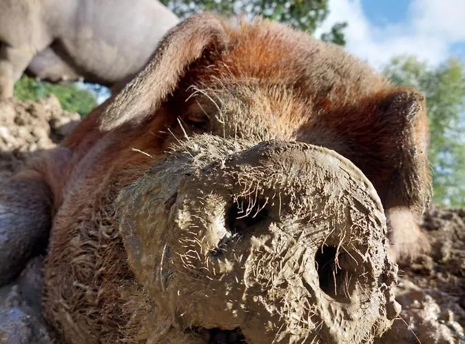 Hof Albersmeier Huettinghausen / Urlaub Am Stall *